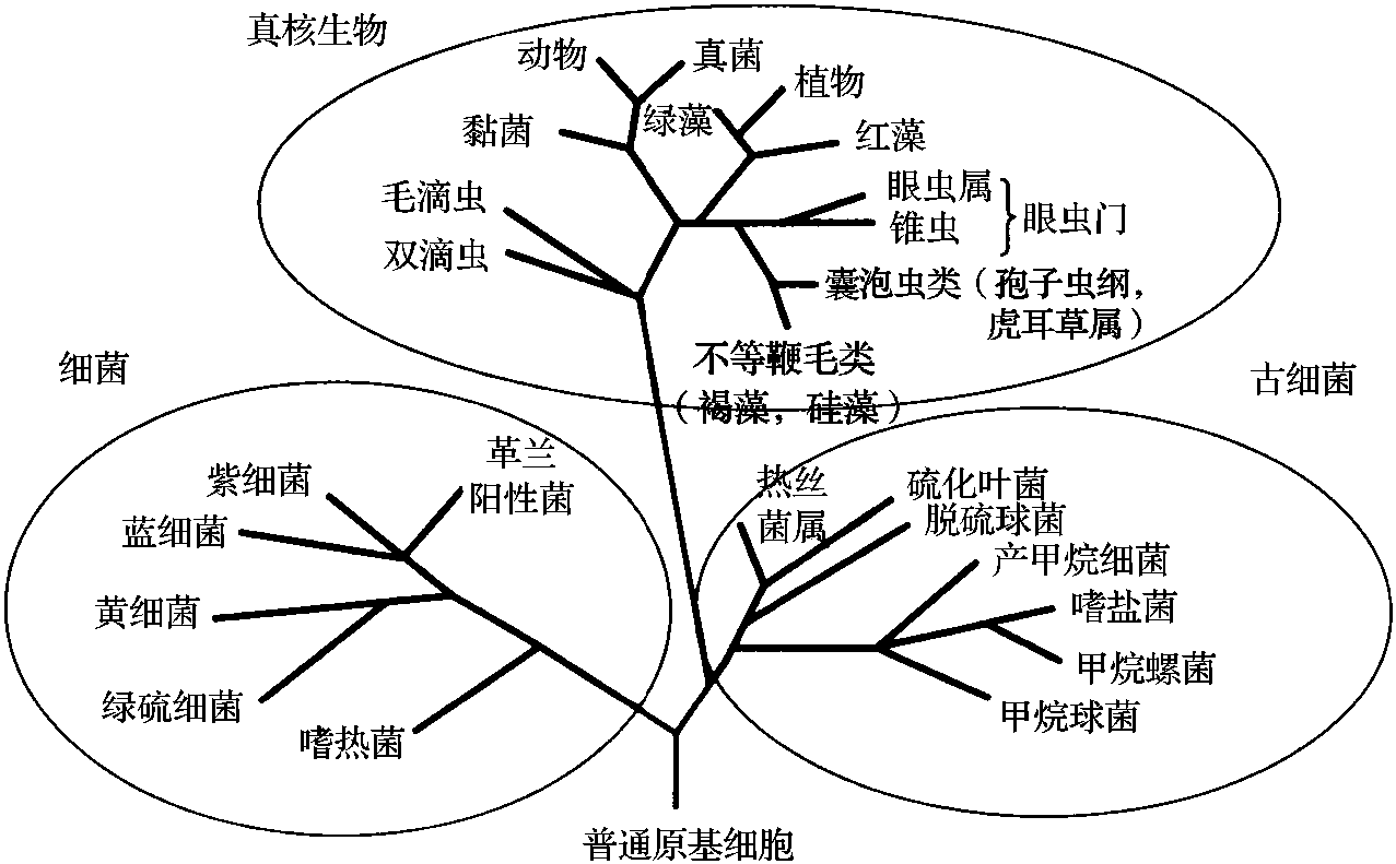 6.1 原核生物